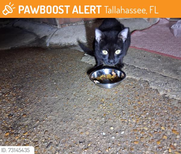 Found/Stray Unknown Cat last seen Blairstone Road and Kay Avenue., Tallahassee, FL 32301