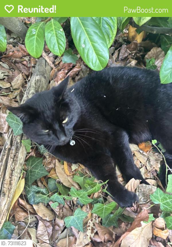 Reunited Female Cat last seen Potton Road, Wrestlingworth, England SG19 2EY