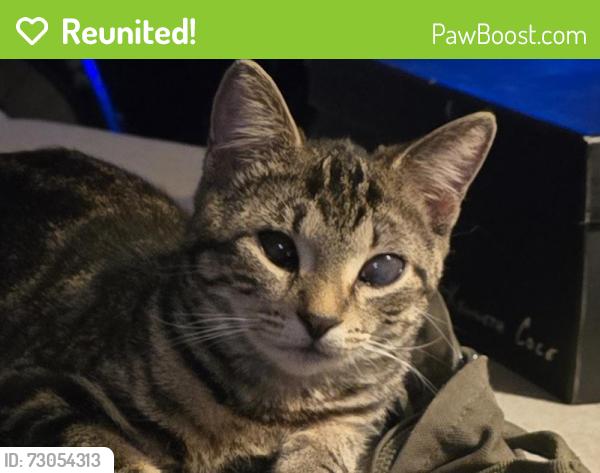 Reunited Female Cat last seen Near NE 33rd St, Oakland Park FL, Oakland Park, FL 33334