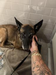 Reunited Unknown Dog last seen Recreation Center Idaho St, San Diego, CA 92104
