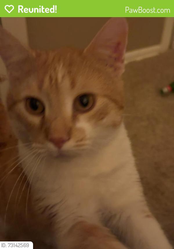 Reunited Male Cat last seen Geneva Road, Wheaton, IL 60187