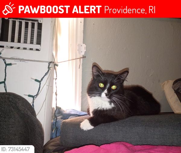 Lost Male Cat last seen Shell gas station, Providence, RI 02909