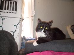 Lost Male Cat last seen Shell gas station, Providence, RI 02909