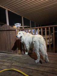 Reunited Male Dog last seen Right by the corner of 2700s and 2700w, West Valley City, UT 84119