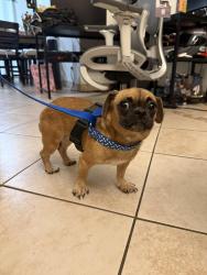 Found/Stray Female Dog last seen Partridge st Salinas ca, Salinas, CA 93905