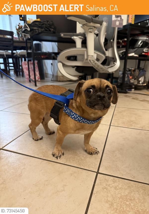 Found/Stray Female Dog last seen Partridge st Salinas ca, Salinas, CA 93905