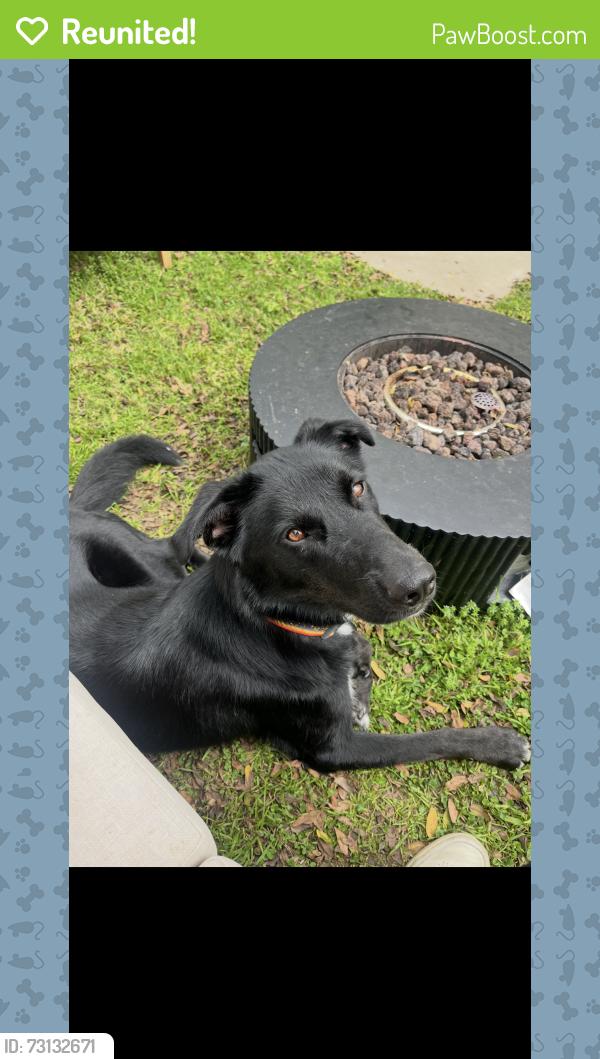 Reunited Male Dog last seen 28th St x Ocean Park Blvd, Santa Monica, CA 90405