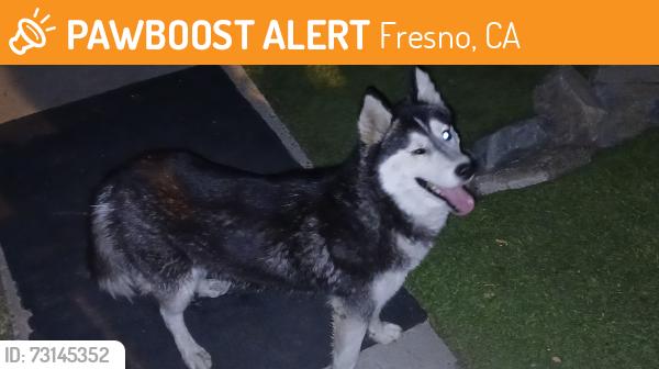 Found/Stray Unknown Dog last seen Maple and cedar, Fresno, CA 93726