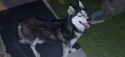 Found/Stray Unknown Dog last seen Maple and cedar, Fresno, CA 93726