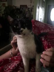 Lost Male Cat last seen Morning dove Dr humble tx 77396, Audubon Park, TX 77396