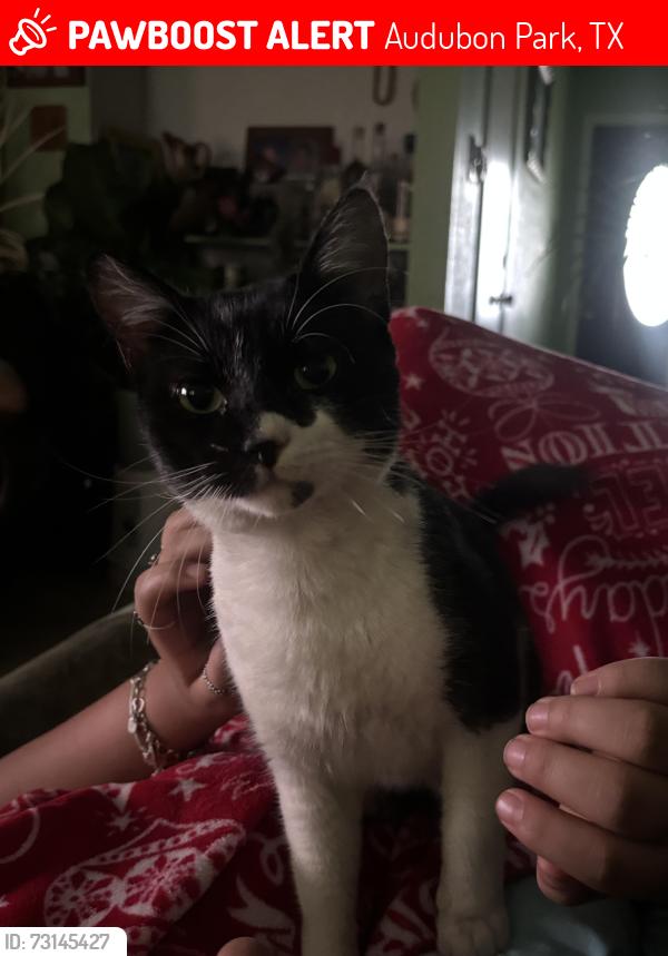 Lost Male Cat last seen Morning dove Dr humble tx 77396, Audubon Park, TX 77396