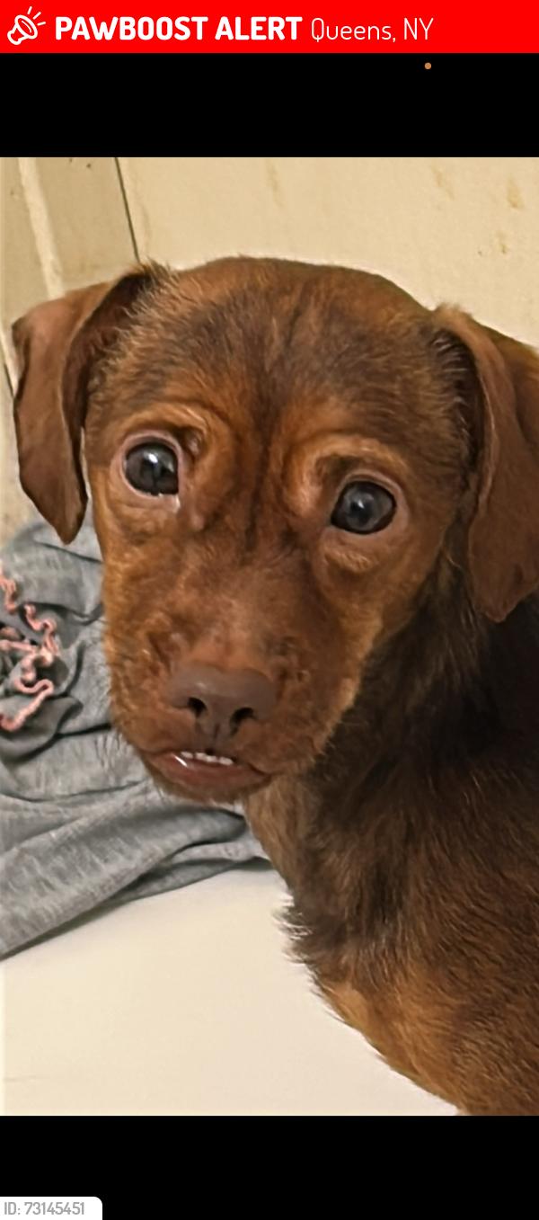 Lost Female Dog last seen St. Johns hosp, Queens, NY 11691