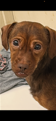 Lost Female Dog last seen St. Johns hosp, Queens, NY 11691
