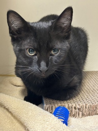Shelter Stray Female Cat last seen Vienna, VA, 22182, Campbell Rd/Beulah Rd, Fairfax County, VA, 4500 West Ox Rd, Fairfax, VA 22030, USA