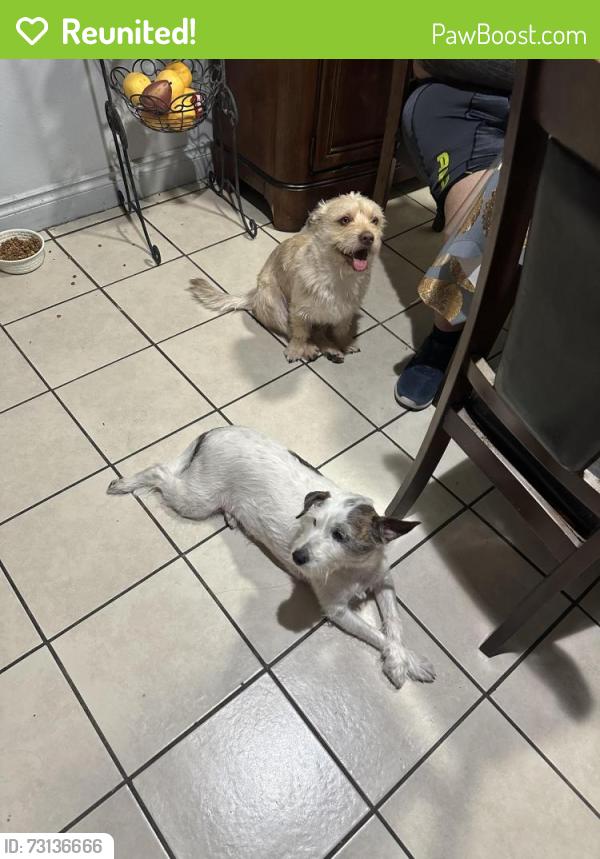 Reunited Male Dog last seen Calle torres oduno, Coachella, CA 92236