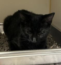 Shelter Stray Female Cat last seen Vienna, VA, 22182, Campbell Rd/Beulah Rd, Fairfax County, VA, 4500 West Ox Rd, Fairfax, VA 22030, USA