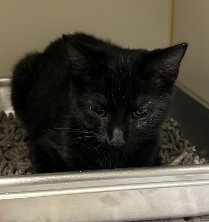 Shelter Stray Female Cat last seen Vienna, VA, 22182, Campbell Rd/Beulah Rd, Fairfax County, VA, 4500 West Ox Rd, Fairfax, VA 22030, USA
