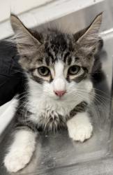 Shelter Stray Male Cat last seen Near Seminary Ave, Oakland, CA, 1101 29th Ave, Oakland, CA 94601, USA
