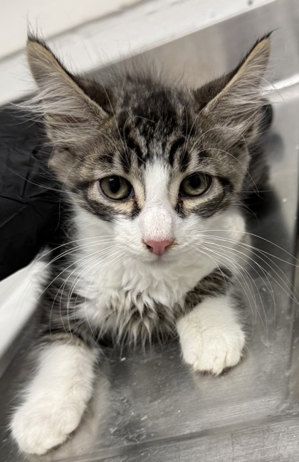 Shelter Stray Male Cat last seen Near Seminary Ave, Oakland, CA, 1101 29th Ave, Oakland, CA 94601, USA