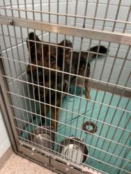 Shelter Stray Male Dog last seen Near Lamong Rd, Sheridan City, IN, 10501 Hague Rd, Fishers, IN 46038, USA