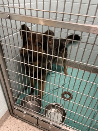 Shelter Stray Male Dog last seen Near Lamong Rd, Sheridan City, IN, 10501 Hague Rd, Fishers, IN 46038, USA