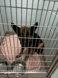 Shelter Stray Female Dog last seen Near Lamong Rd, Sheridan City, IN, 10501 Hague Rd, Fishers, IN 46038, USA