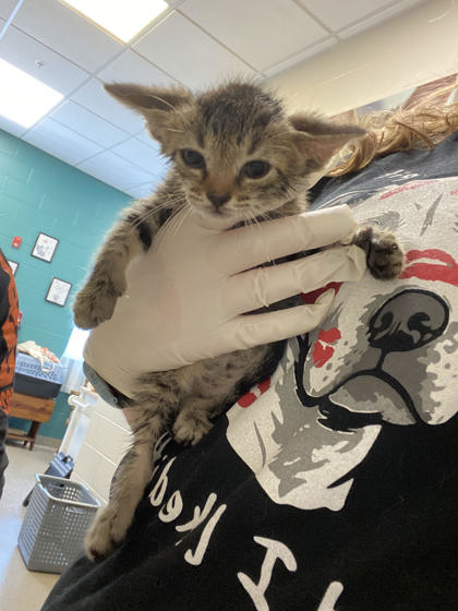 Shelter Stray Male Cat last seen N 10th St/Grant St, Noblesville City, IN, 10501 Hague Rd, Fishers, IN 46038, USA