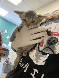 Shelter Stray Female Cat last seen N 10th St/Grant St, Noblesville City, IN, 10501 Hague Rd, Fishers, IN 46038, USA