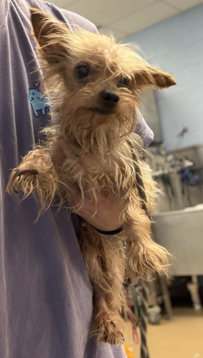 Shelter Stray Female Dog last seen 3037Pleasant Valley Drive, Doraville 30340, 30340, GA, 3280 Chamblee Dunwoody Rd, Chamblee, GA 30341, USA