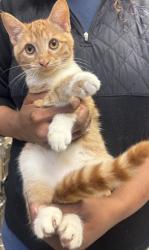 Shelter Stray Female Cat last seen Near N Decatur Rd, Scottdale, GA 30079, 30079, GA, 3280 Chamblee Dunwoody Rd, Chamblee, GA 30341, USA