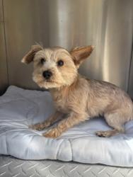Shelter Stray Female Dog last seen S Lecanto Highway, Lecanto,, 4030 S Airport Rd, Inverness, FL 34450, USA