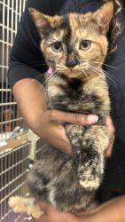 Shelter Stray Female Cat last seen Near N Decatur Rd, Scottdale, GA 30079, 30079, GA, 3280 Chamblee Dunwoody Rd, Chamblee, GA 30341, USA