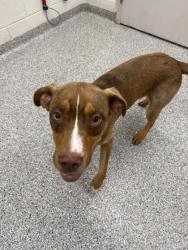 Shelter Stray Male Dog last seen Fountain city park, City of Knoxville GP, TN, 3201 Division St, Knoxville, TN 37919, USA