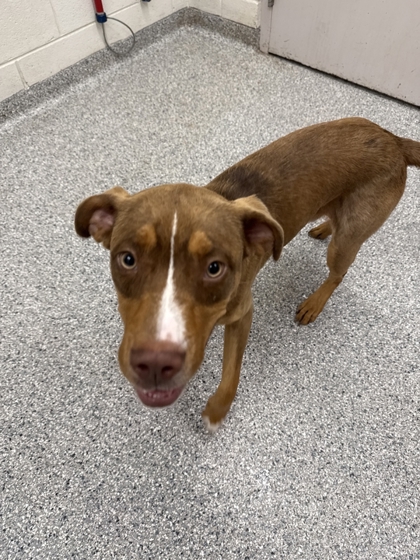 Shelter Stray Male Dog last seen Fountain city park, City of Knoxville GP, TN, 3201 Division St, Knoxville, TN 37919, USA
