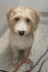 Shelter Stray Female Dog last seen Near E 59th Street, 64110, MO, 7077 Elmwood Ave, Kansas City, MO 64132, USA