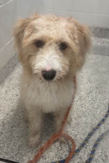 Shelter Stray Female Dog last seen Near E 59th Street, 64110, MO, 7077 Elmwood Ave, Kansas City, MO 64132, USA