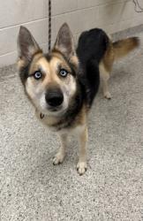 Shelter Stray Female Dog last seen Near NE Chouteau Trafficway, 64117, MO, 7077 Elmwood Ave, Kansas City, MO 64132, USA