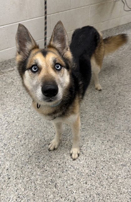 Shelter Stray Female Dog last seen Near NE Chouteau Trafficway, 64117, MO, 7077 Elmwood Ave, Kansas City, MO 64132, USA