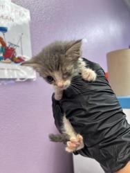 Shelter Stray Female Cat last seen Near valle fertil, Socorro, TX, 5001 Fred Wilson Ave, El Paso, TX 79906, USA