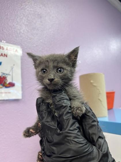 Shelter Stray Female Cat last seen Near Dolan, CITY of El Paso, TX, 5001 Fred Wilson Ave, El Paso, TX 79906, USA