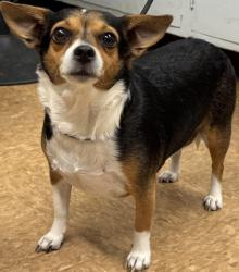 Shelter Stray Female Dog last seen Denver Church, Bass Lake, Madera County, CA, 205 Tozer St, Madera, CA 93638, USA