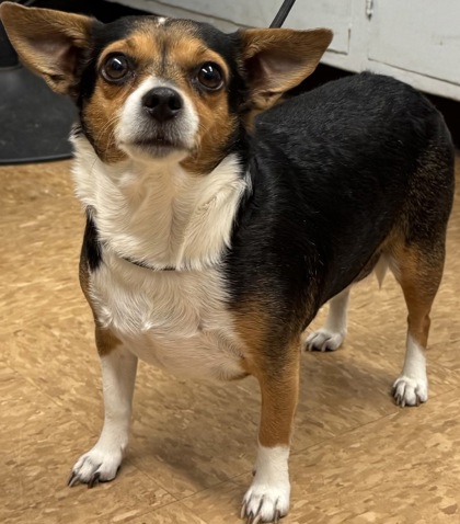 Shelter Stray Female Dog last seen Denver Church, Bass Lake, Madera County, CA, 205 Tozer St, Madera, CA 93638, USA