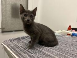 Shelter Stray Female Cat last seen E 31st St & Spruce Ave, 64128, MO, 7077 Elmwood Ave, Kansas City, MO 64132, USA