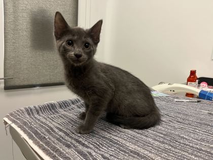 Shelter Stray Female Cat last seen E 31st St & Spruce Ave, 64128, MO, 7077 Elmwood Ave, Kansas City, MO 64132, USA