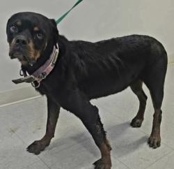 Shelter Stray Female Dog last seen Near Block Of Ever man Parkway, EVERMAN, TX, 3961 Bluebell Dr, Everman, TX 76140, USA
