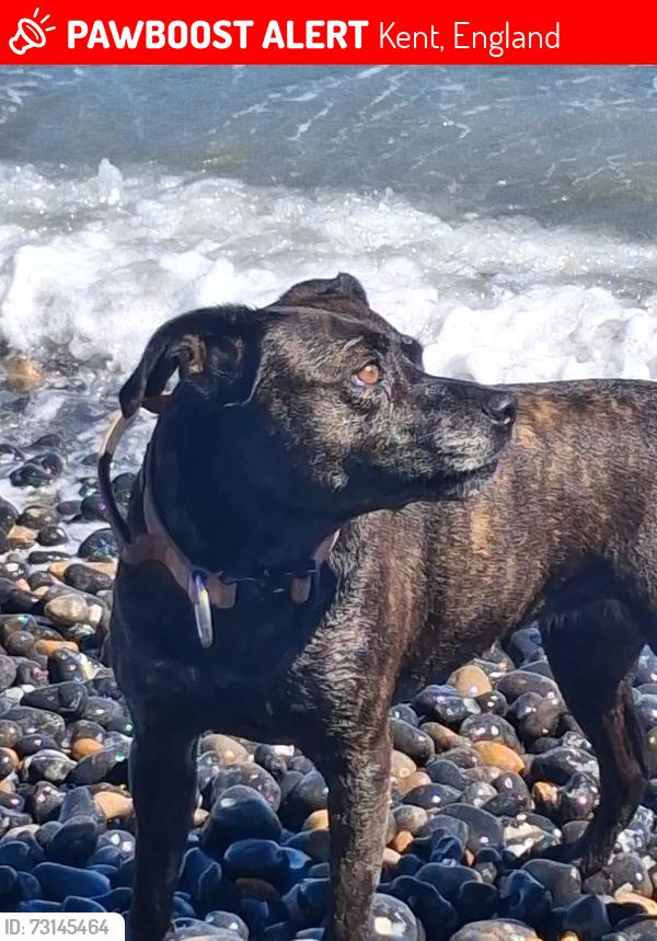 Lost Female Dog last seen Eaves road dover, Kent, England 