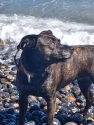 Lost Female Dog last seen Eaves road dover, Kent, England 