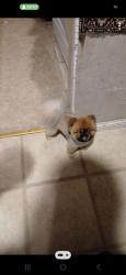 Reunited Male Dog last seen DelRio Circle & Mohr Lane, Concord, CA 94518