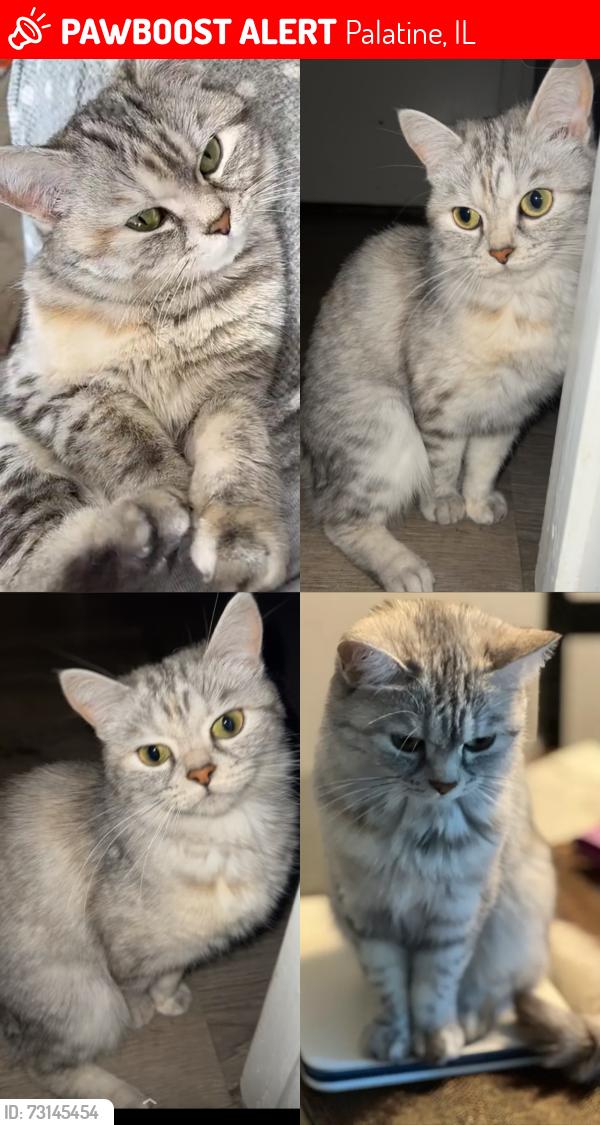 Lost Female Cat last seen Near e Rimini court palatine IL 60067, Palatine, IL 60067