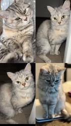 Lost Female Cat last seen Near e Rimini court palatine IL 60067, Palatine, IL 60067